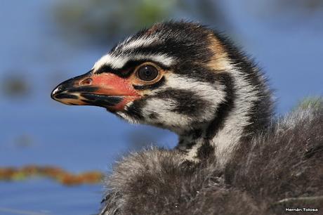 Percance en la laguna