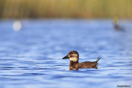 Percance en la laguna