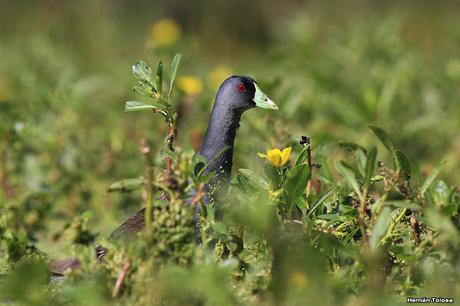 Percance en la laguna