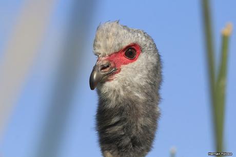 Percance en la laguna