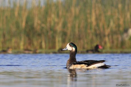 Percance en la laguna