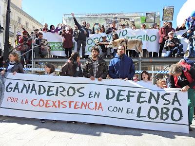 Así aulló Madrid por el lobo...