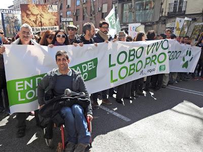 Así aulló Madrid por el lobo... Así aulló Madrid por el lobo...