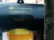 Trampas para avispa asiática Vitoria-Gasteiz