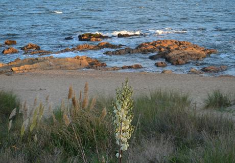 Uruguay: días de playa con perro {Parte II - La Pedrera}