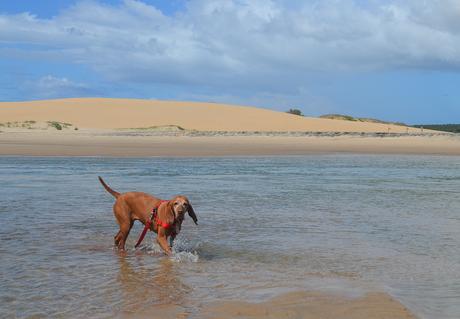 Uruguay: días de playa con perro {Parte II - La Pedrera}
