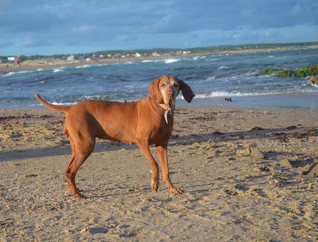 Uruguay: días de playa con perro {Parte II - La Pedrera}
