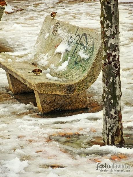 Gorriones en el banco de nieve - Fotografía artística