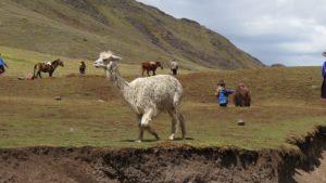 Perú – Cusco a Machu Picchu