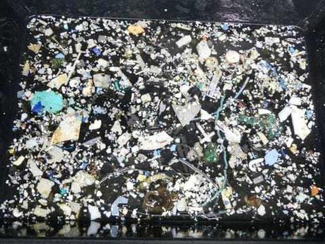 El plástico dentro del Great Pacific Garbage Patch está 'aumentando exponencialmente', los científicos encuentran