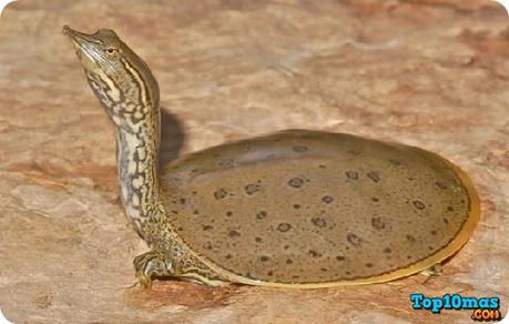 Tortuga-Caparazón-Blando-10-animales-mas-feos-del-mundo