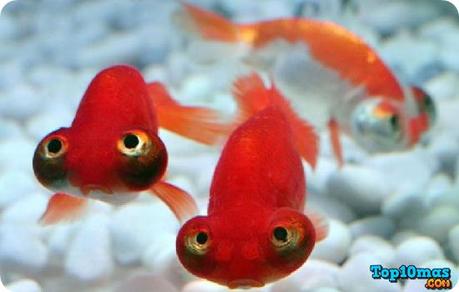 Carpin-Dorado-10-animales-mas-feos-del-mundo