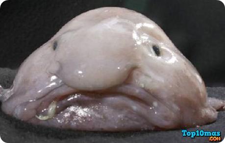 Pez-Borrón-10-animales-mas-feos-del-mundo