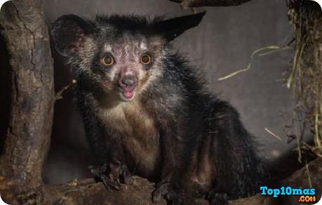 Aye-Aye-10-animales-mas-feos-del-mundo