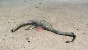 Hallan el cadáver de un plesiosaurio en una playa de Estados Unidos plesiosaurio-estados-unidos-850x491