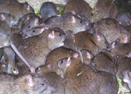 Fiebre de Lassa Roedores Lassa