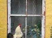 PATIO CASA, consciencia