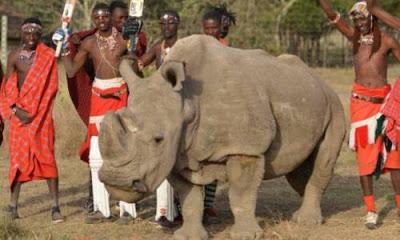 Último rinoceronte blanco Sudan