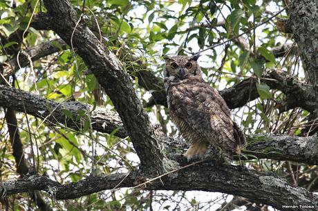 Ñacurutú (Bubo virginianus)