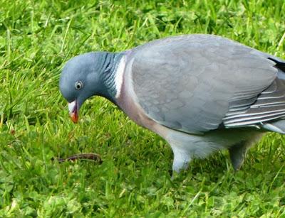 Haciéndose al hombre