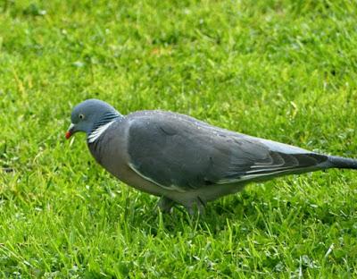 Haciéndose al hombre