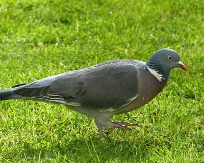 Haciéndose al hombre