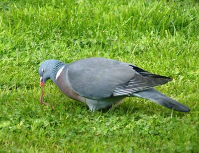 Haciéndose al hombre