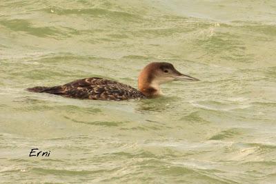 LOS VECINOS DEL NORTE SE RESISTEN A ABANDONAR