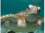 Salven tortugas