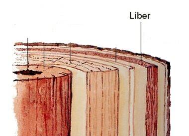 Resultado de imagen para liber arbol