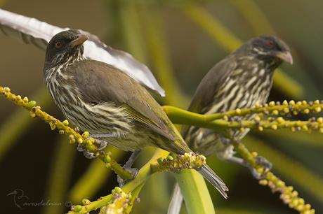 Cigua Palmera - Palmchat ; Dulus dominicus (Linnaeus, 1766)