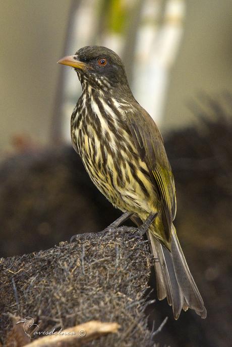 Cigua Palmera - Palmchat ; Dulus dominicus (Linnaeus, 1766)