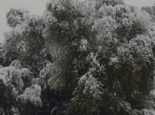 Olivos dañados heladas.