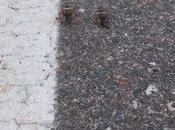 Asombra mortandad abejas Valle Traslasierra