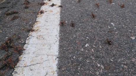 Algo pasó. Abejas muertas, esta semana, sobre la ruta que une Villa Dolores con La Paz, al sur del Valle de Traslasierra. (gentileza gabriel Escobar)