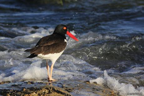 El ostrero y las olas