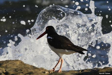 El ostrero y las olas