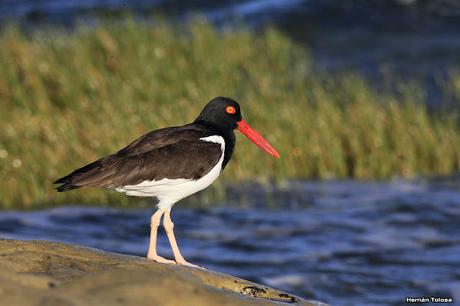 El ostrero y las olas