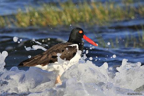 El ostrero y las olas