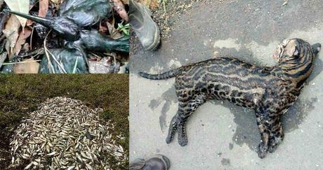 Resultado de imagen para derrame de petroleo en barrancabermeja