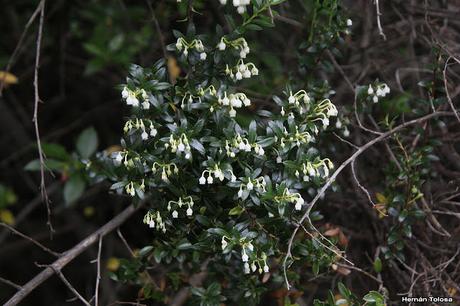 Chaura (Gaultheria mucronata)