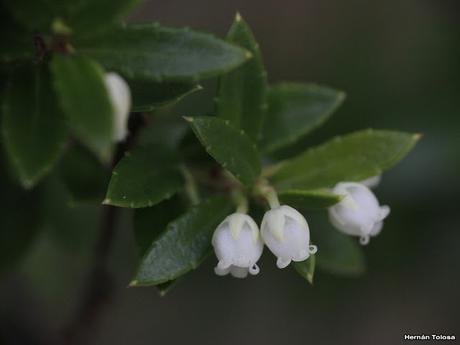 Chaura (Gaultheria mucronata)