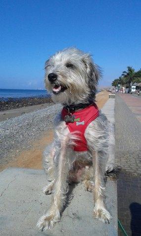 La maleta del peludo