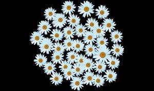 Combate los picores de la piel con manzanilla - Trucos de salud caseros Combate los picores de la piel con manzanilla - Trucos de salud caseros