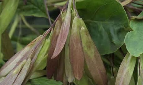 fotos planta orno hojas