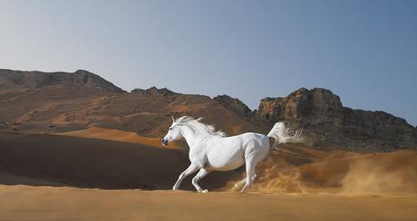 Resultado de imagen de caballo desierto