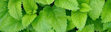 Beneficios del toronjil