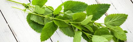 Propiedades del toronjil