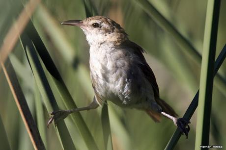 Pajonalera entrerriana