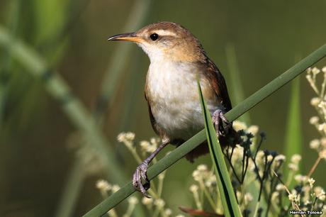 Pajonalera entrerriana